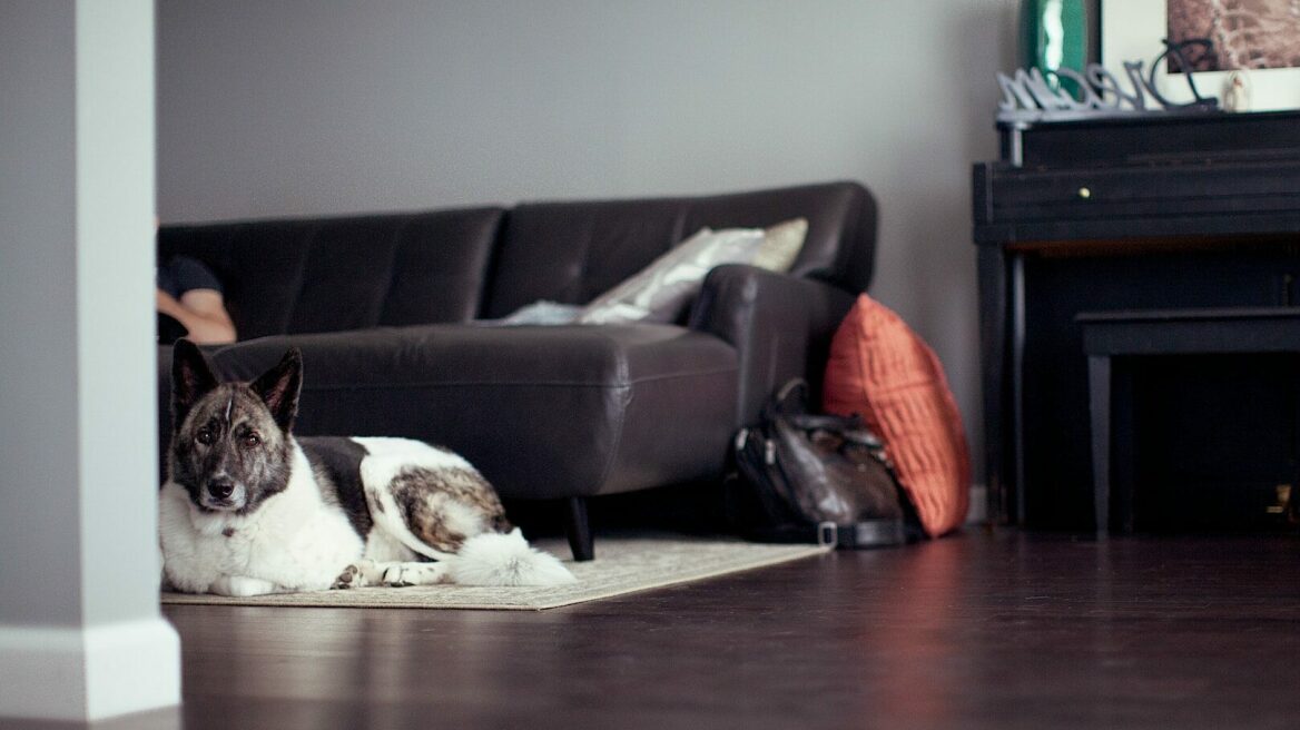 Τι πρέπει να κάνετε και τι όχι αν ο σκύλος σας καταπιεί μπαταρία