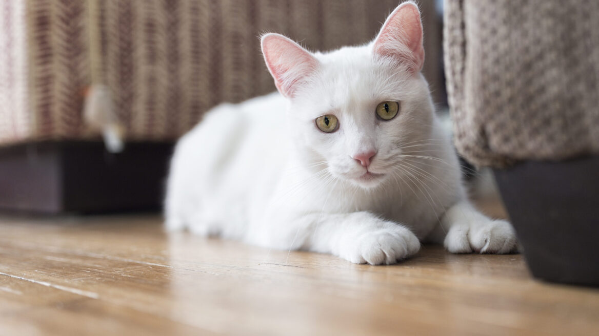 Τα πιο συνήθη δερματικά προβλήματα στις γάτες