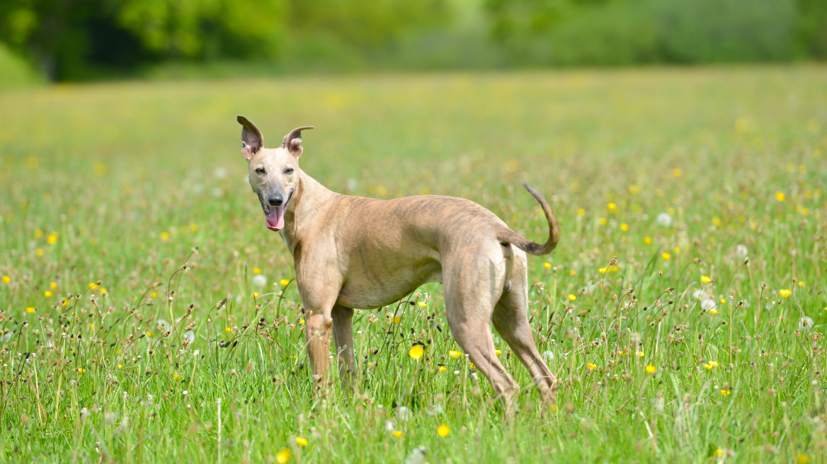 Αυτές είναι οι αρχαιότερες φυλές σκύλων στην ιστορία του κόσμου - Τις βλέπετε παντού
