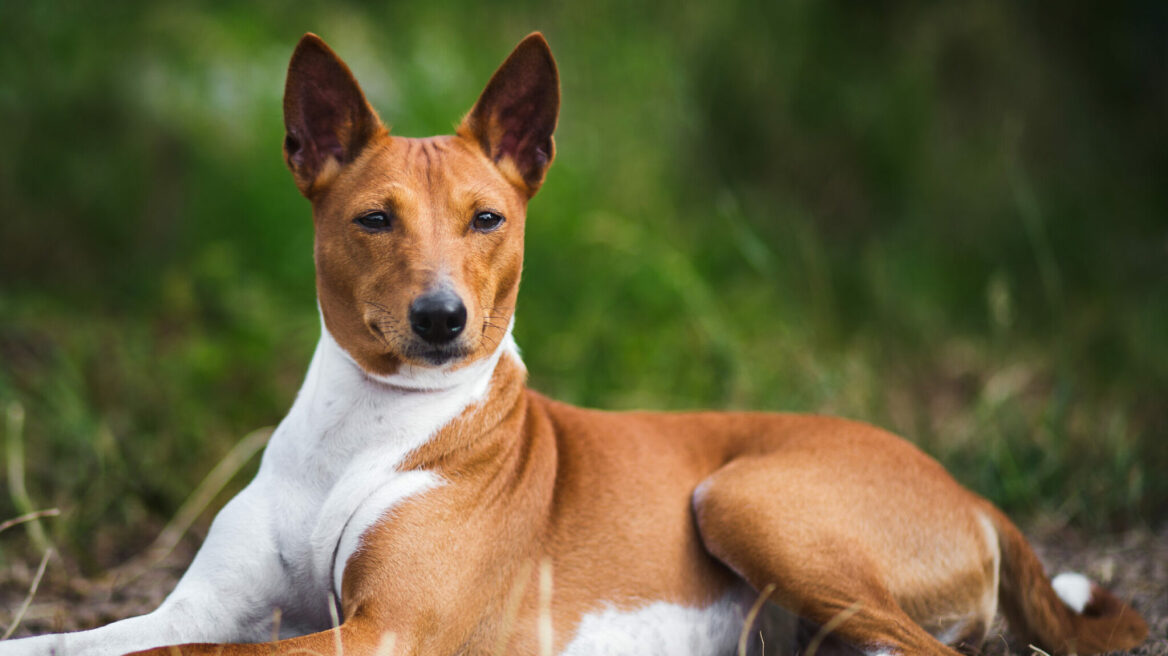 Ποια είναι η φυλή σκύλων που δεν μπορεί να γαβγίσει