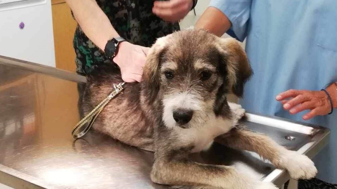 Τον ψάχνει κάποιος; Βρέθηκε ο σκύλος της φωτογραφίας