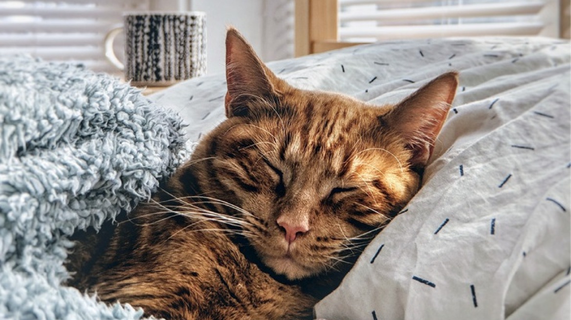 Πώς τα κατοικίδια έγιναν η νέα οικογένεια 