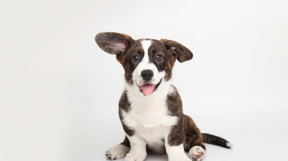 Γυναικείες ή ανδρικές φωνές; Να τι προτιμούν οι σκύλοι