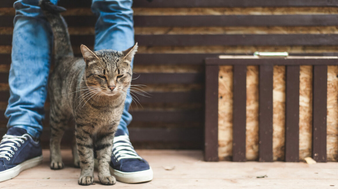 Γιατί οι γάτες τρίβονται στα πόδια σας
