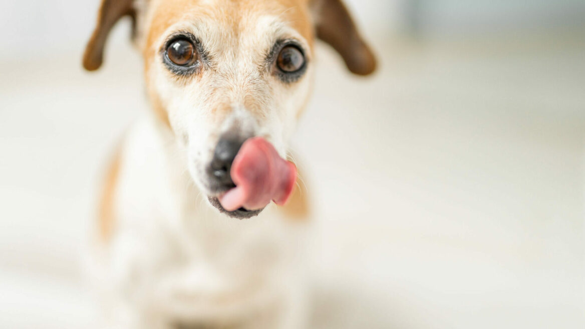 Η φυσική και υγιεινή λιχουδιά που λατρεύουν οι σκύλοι