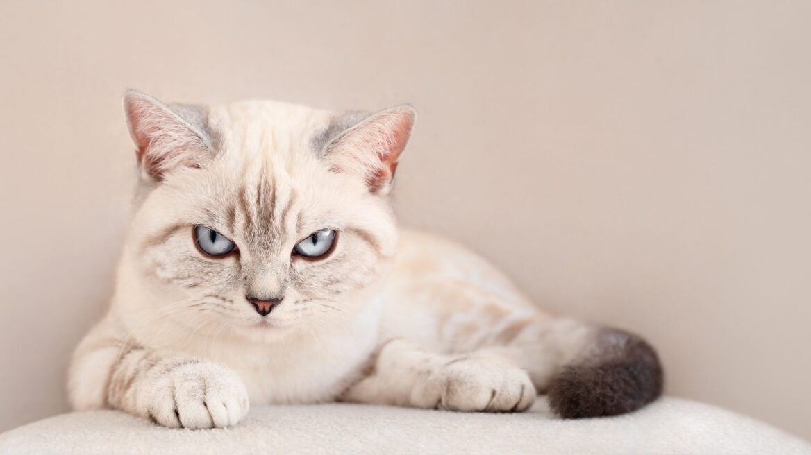 Άμυνα ή επίθεση; Τι σημαίνει ο συριγμός της γάτας