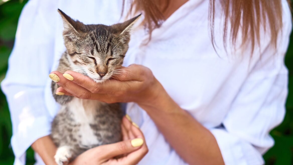 Νέο γατάκι στο σπίτι: 4 πράγματα που πρέπει να προμηθευτείτε πριν την άφιξη του