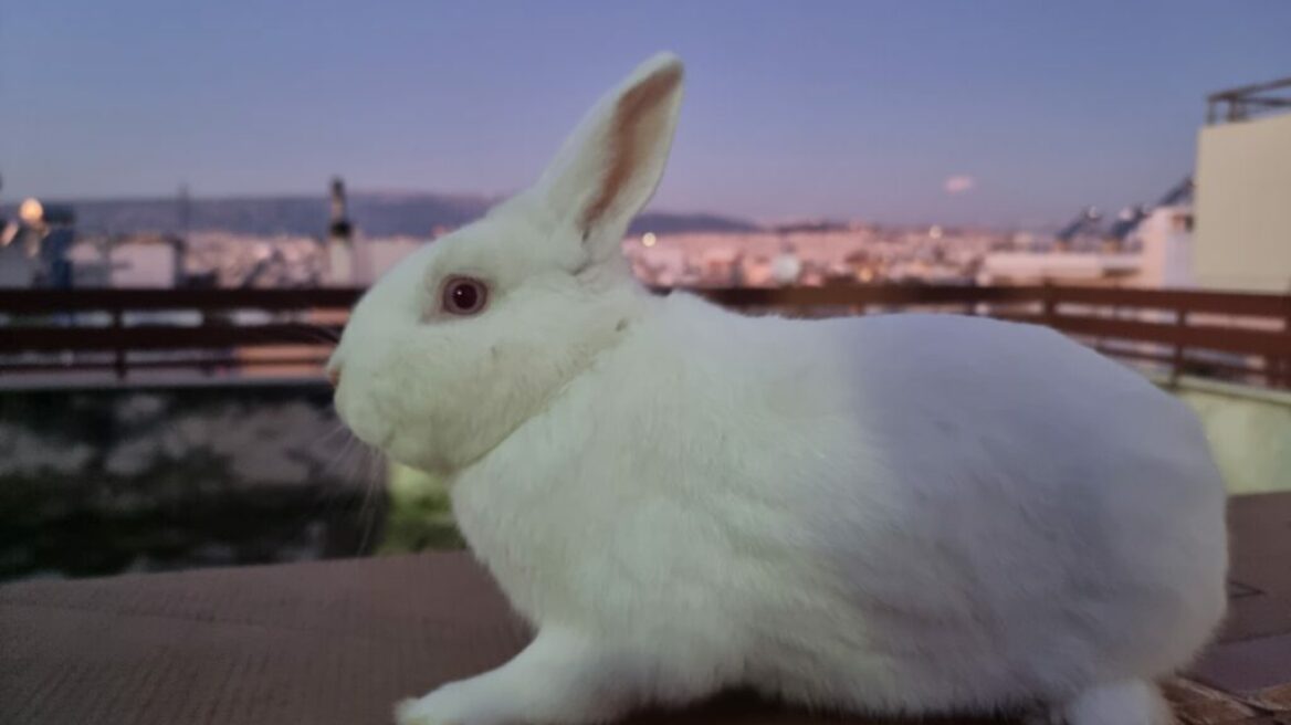 The Voice of Rabbits: Οι εθελοντές που σώζουν εγκαταλελειμμένα κουνέλια μας μαθαίνουν για τη φροντίδα τους