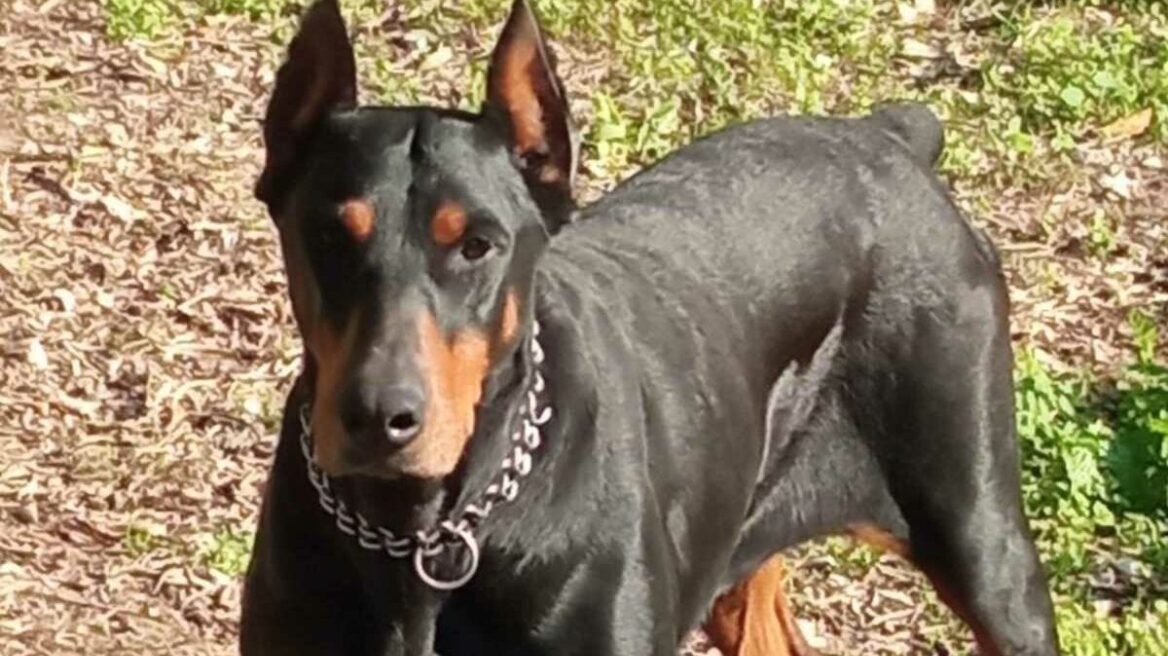 Χάθηκε η Ζάρα στην Ρόδο