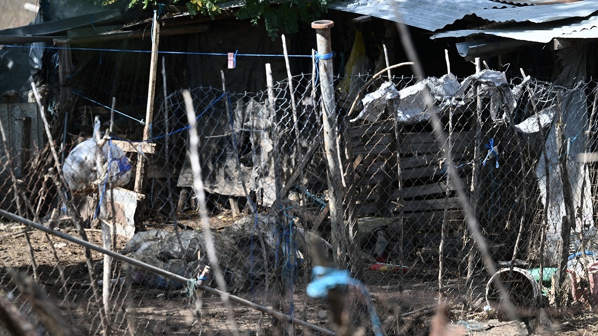 Θεσσαλία: Συνεχίζεται η αποκομιδή και η ταφή νεκρών ζώων