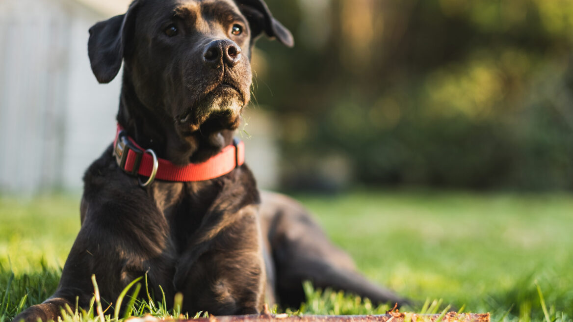 Πόσο σφιχτό πρέπει να είναι το περιλαίμιο του σκύλου σας