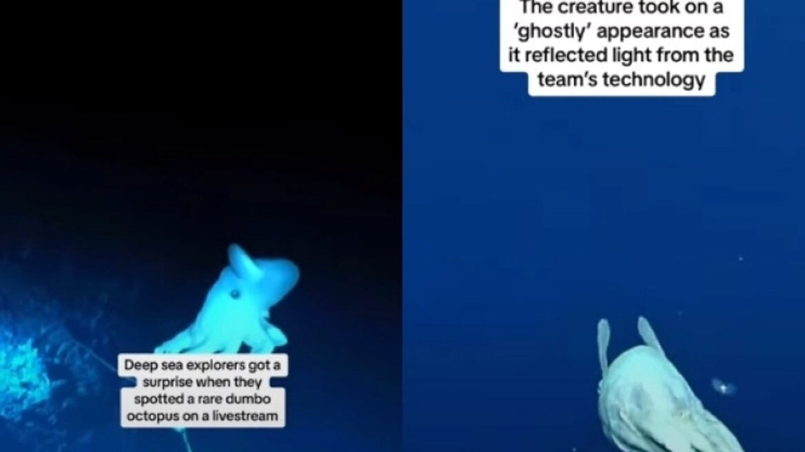 Σπάνιο χταπόδι «Ντάμπο» καταγράφηκε για πρώτη φορά και αιφνιδίασε τους επιστήμονες (vid)