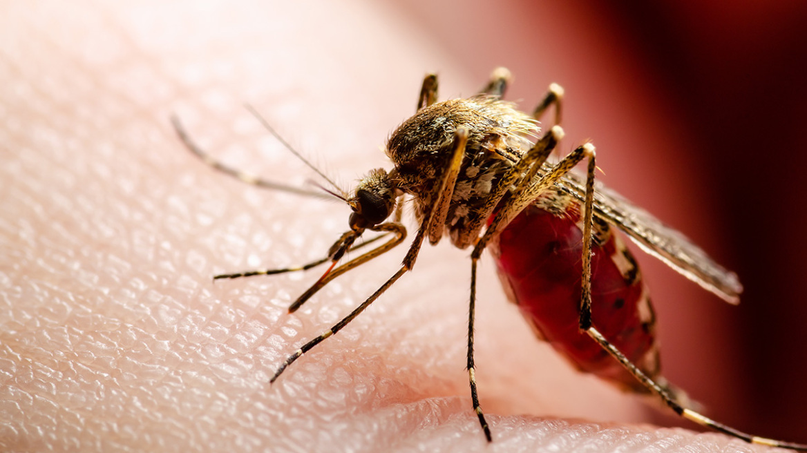 Ιός Δυτικού Νείλου: Ένας νεκρός και 12 ασθενείς την τελευταία εβδομάδα - Τα μισά κρούσματα στη Θεσσαλία