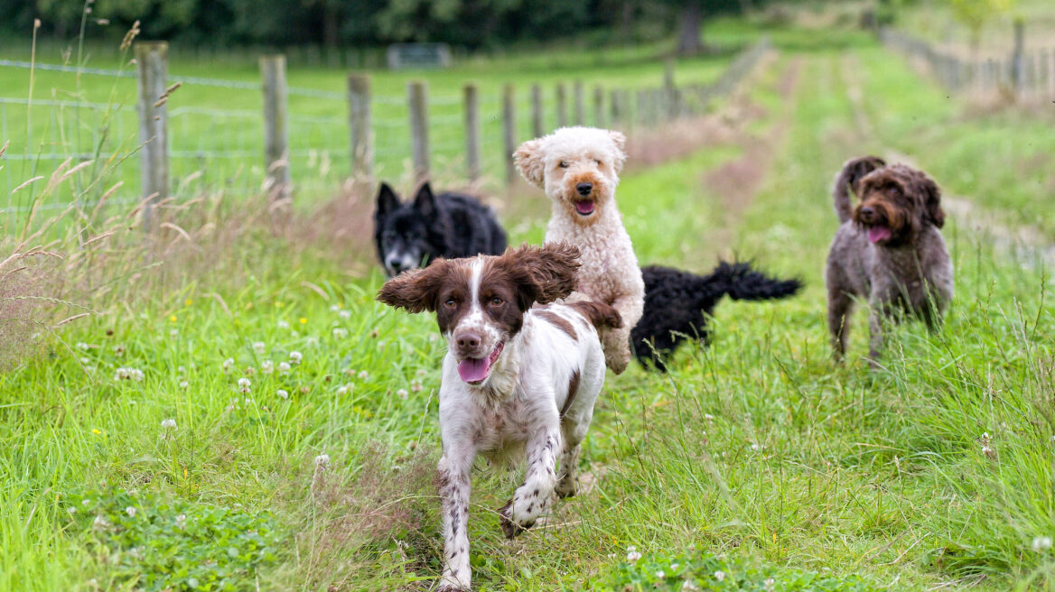 Έρευνα: Πόσοι σκύλοι υπάρχουν παγκοσμίως -Αδέσποτοι και δεσποζόμενοι