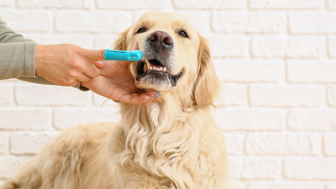 5 λόγοι για τους οποίους είναι σημαντική η φροντίδα των δοντιών ενός σκύλου σύμφωνα με κτηνιάτρους