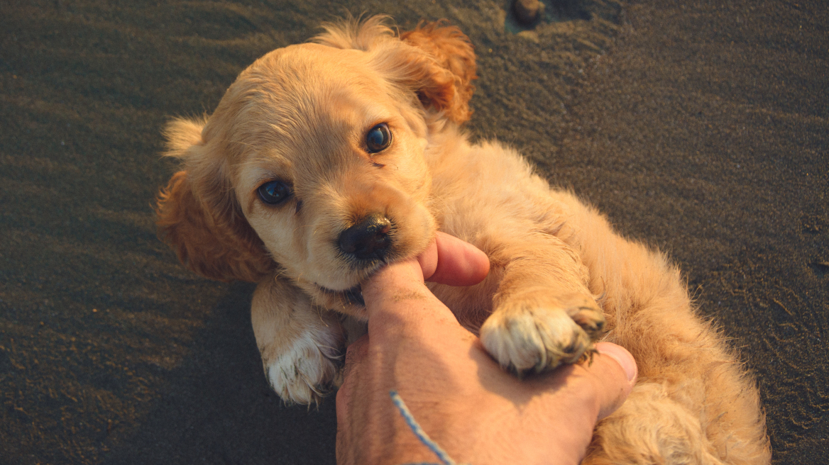 Πώς θα σταματήσει να σας δαγκώνει το κουτάβι σας