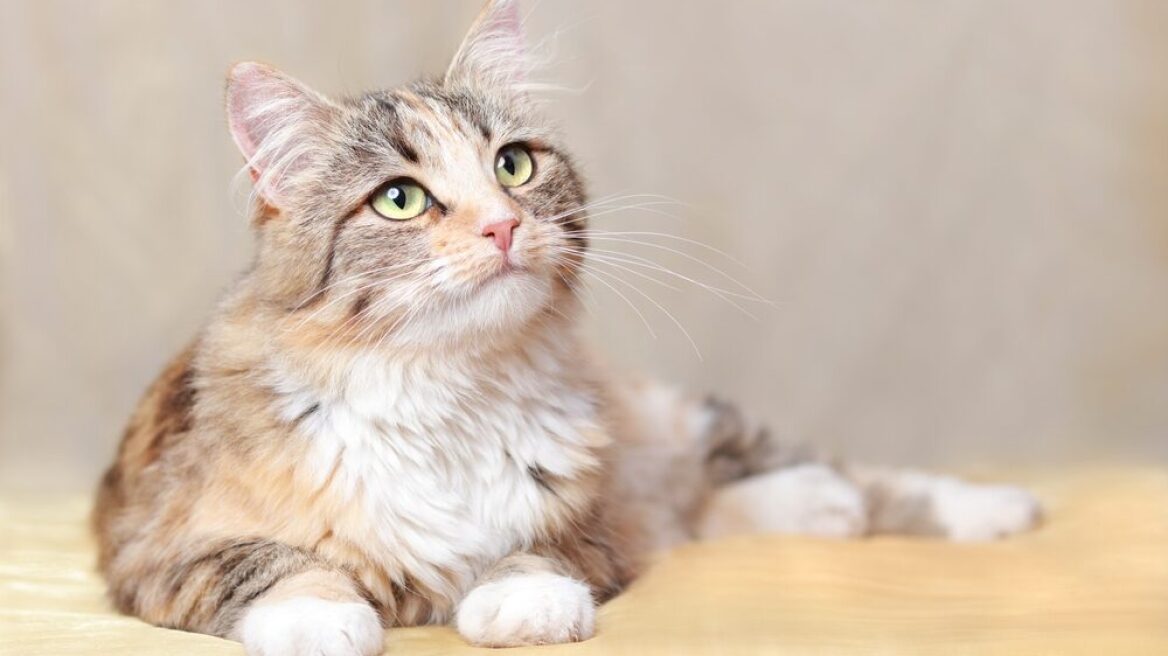 Σας θυμάται η γάτα σας αν έχει να σας δει καιρό; Πώς λειτουργεί η μνήμη της