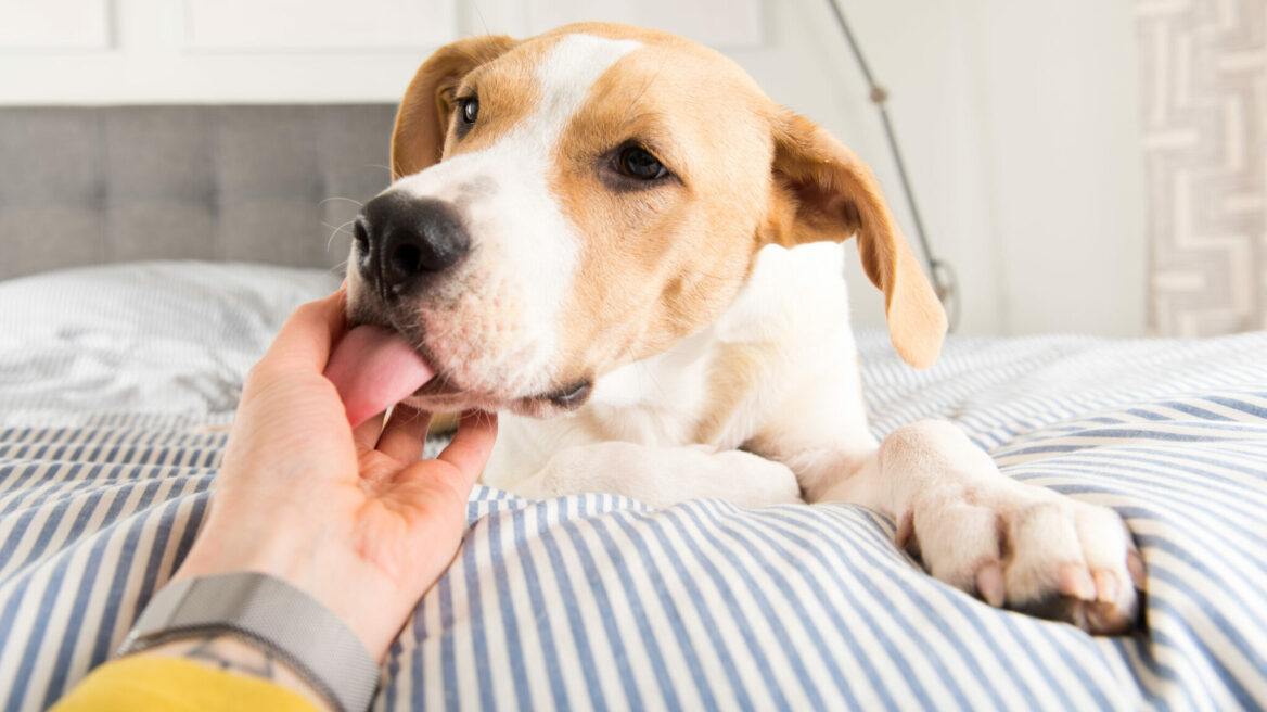 Γιατί σας γλείφει ο σκύλος σας