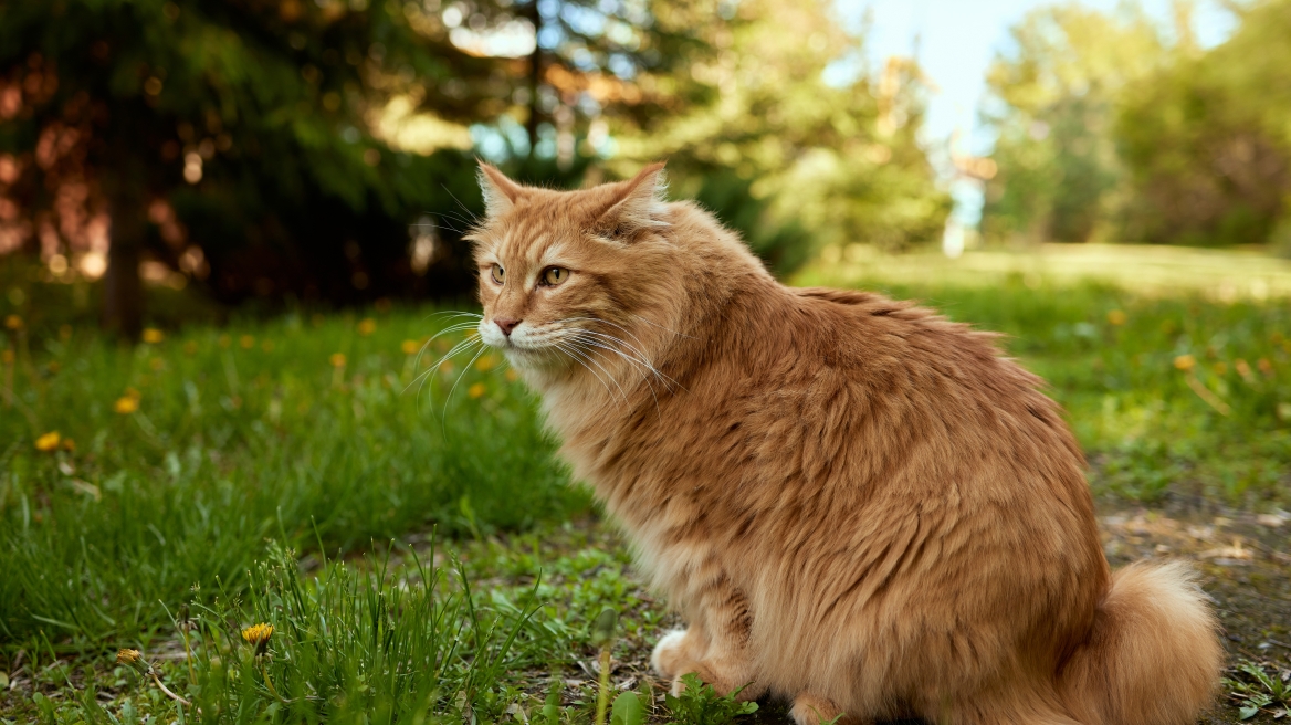 Αυτές είναι οι 10 πιο σπάνιες ράτσες γατών