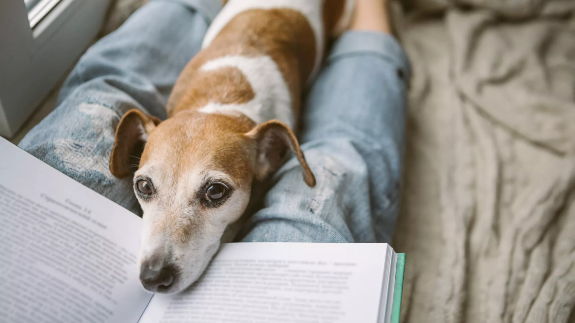 Πόσα χρόνια ζουν συνήθως οι σκύλοι -Γιατί δεν μπορούν να ζήσουν όσο και οι άνθρωποι