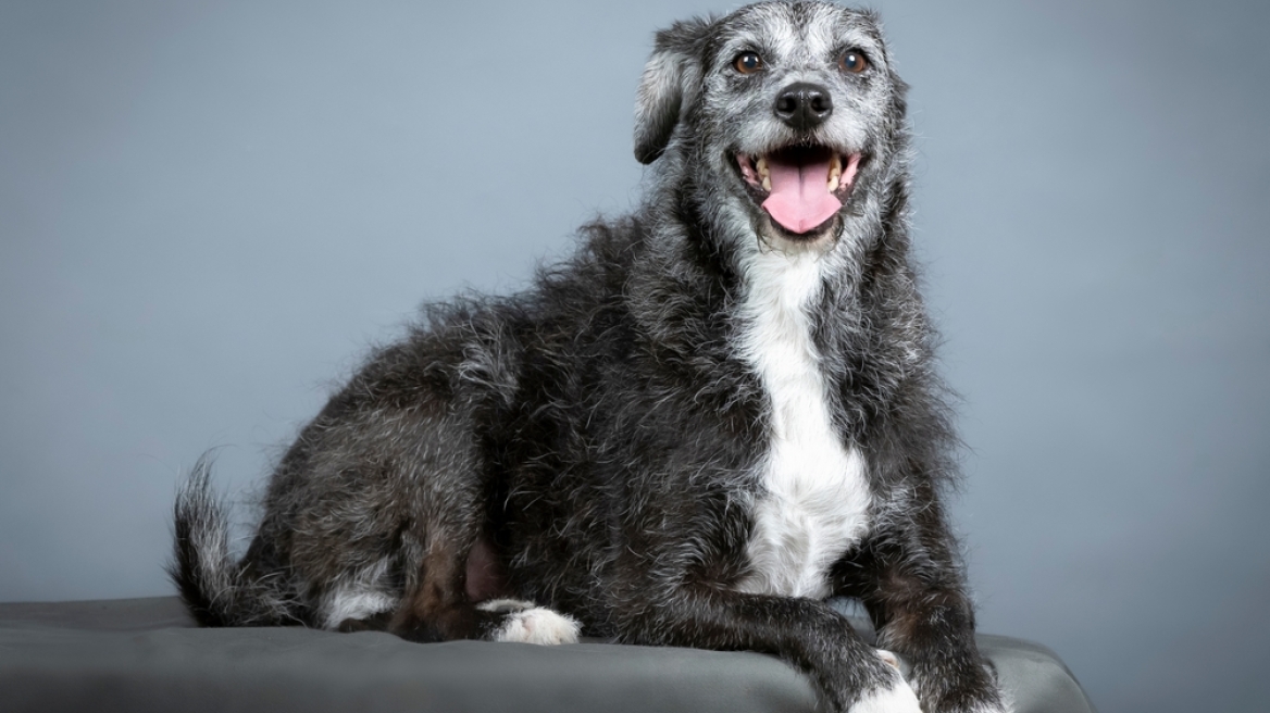 Πώς να προετοιμαστείτε για να φέρετε έναν σκύλο καταφυγίου στο σπίτι σας