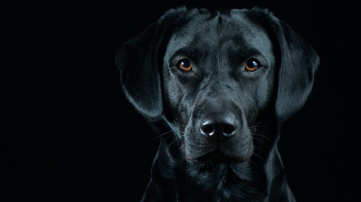 Τι είναι το Σύνδρομο του Μαύρου Σκύλου