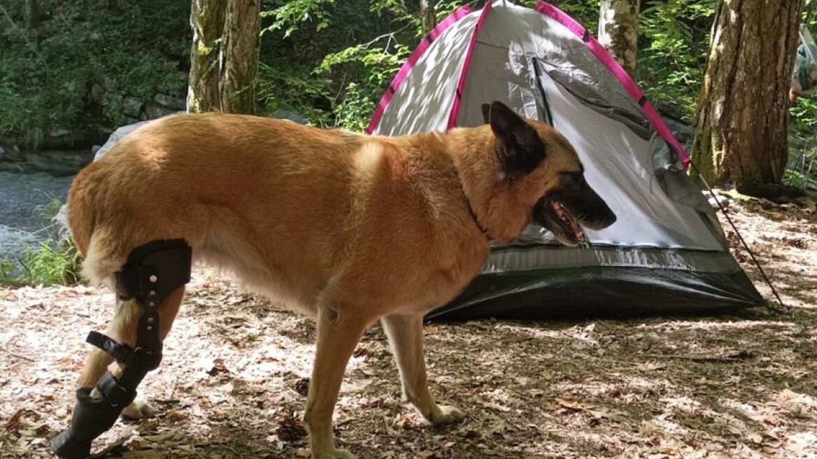 Οι Έλληνες που δημιουργούν προσθετικά μέλη για ζώα που έχασαν τα άκρα τους