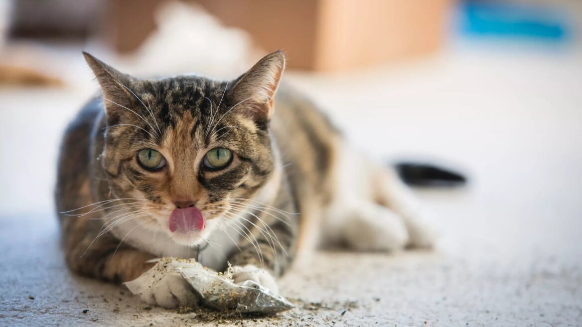 Τι ακριβώς είναι το το catnip και πώς να το χρησιμοποιήσετε με τη γάτα σας