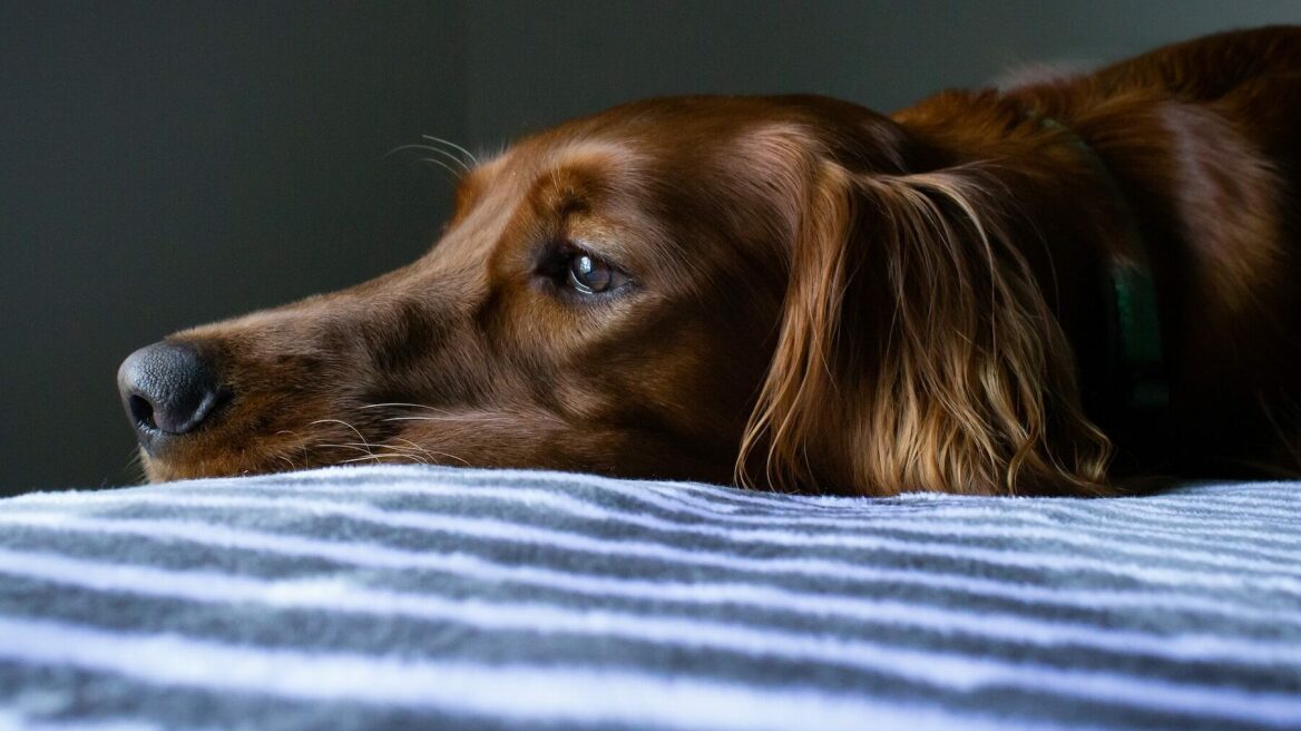 Τι προκαλεί γαστρίτιδα στους σκύλους και πώς να την αντιμετωπίσετε