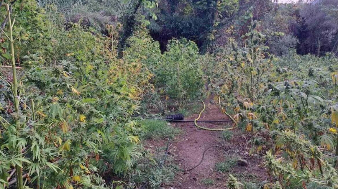 Κρεβάτια και είδη υγιεινής οδηγούν στους χασισοκαλλιεργητές