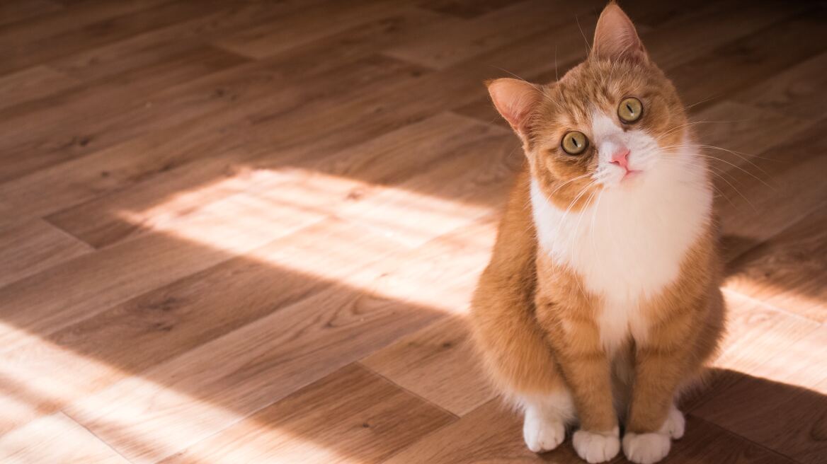 Έχουν οι γάτες 7 ή 9 ζωές; Η αλήθεια πίσω από το μύθο
