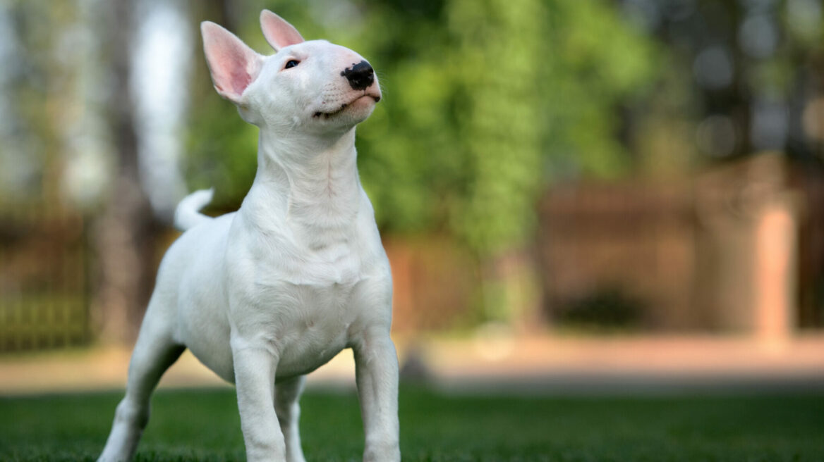 Έξι απίστευτα πράγματα που κάνουν τα Μπουλ Τεριέ