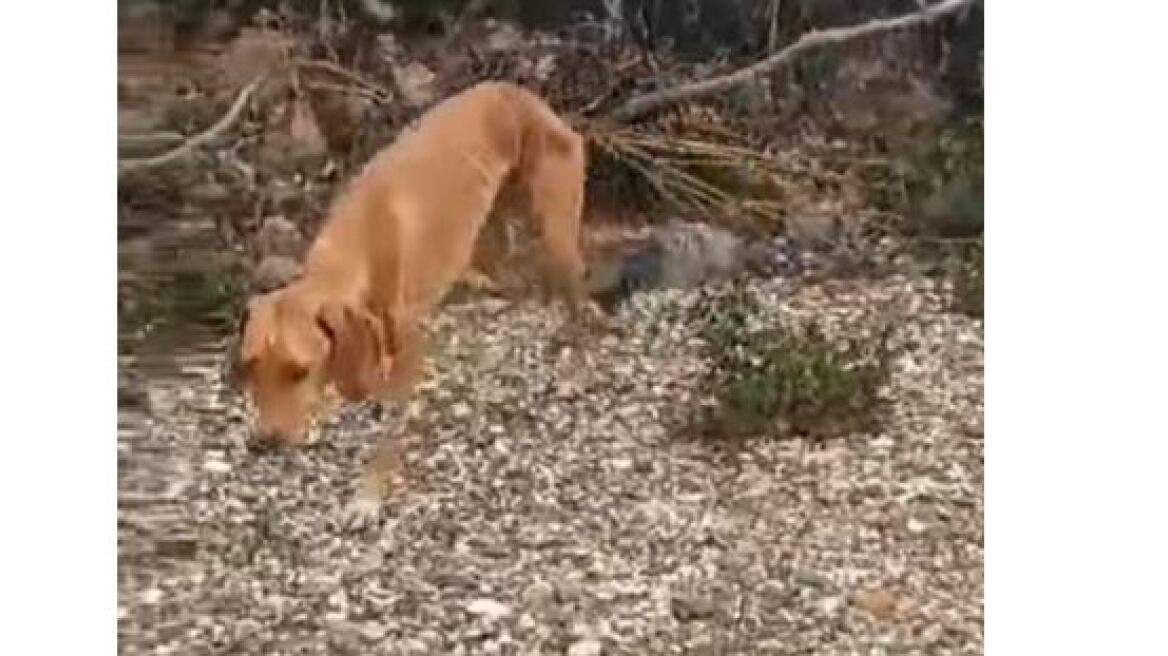 Εικόνες ντροπής στη Χαλκίδα - Περιστατικό άγριας κακοποίησης σκύλου 