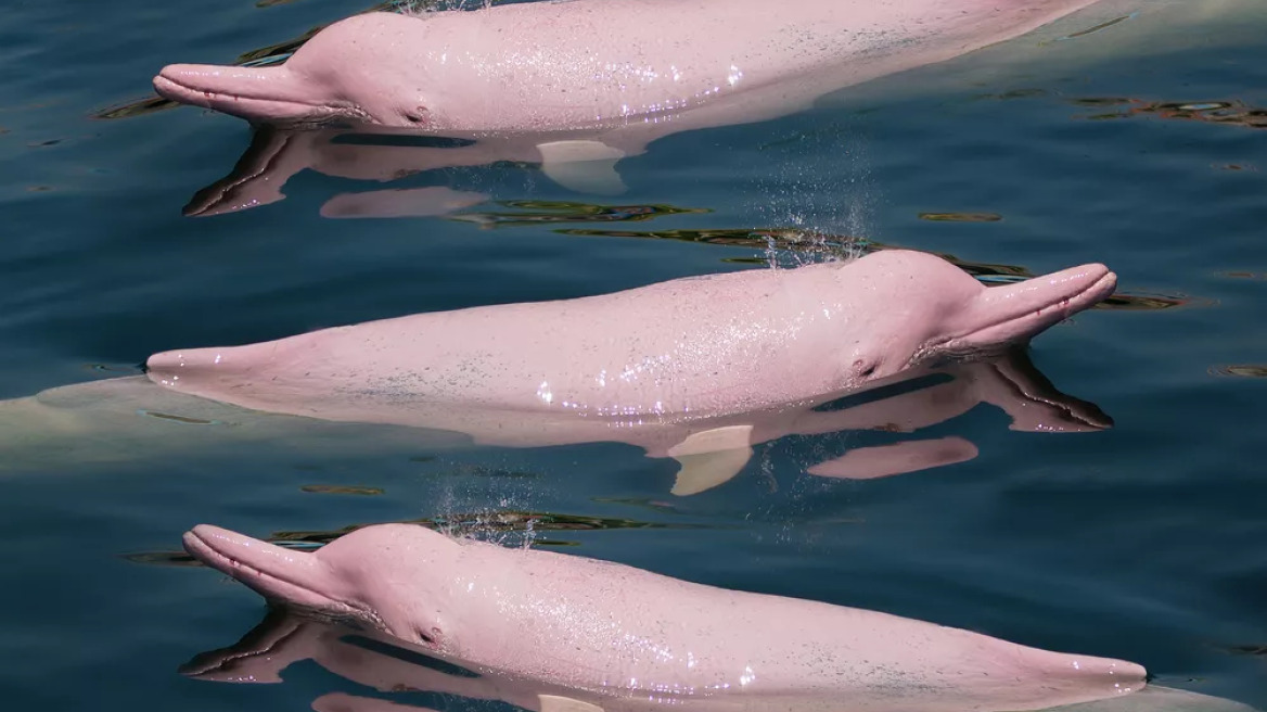Αυτά είναι τα απίθανα ροζ δελφίνια του Αμαζονίου- Βρίσκονται υπό εξαφάνιση