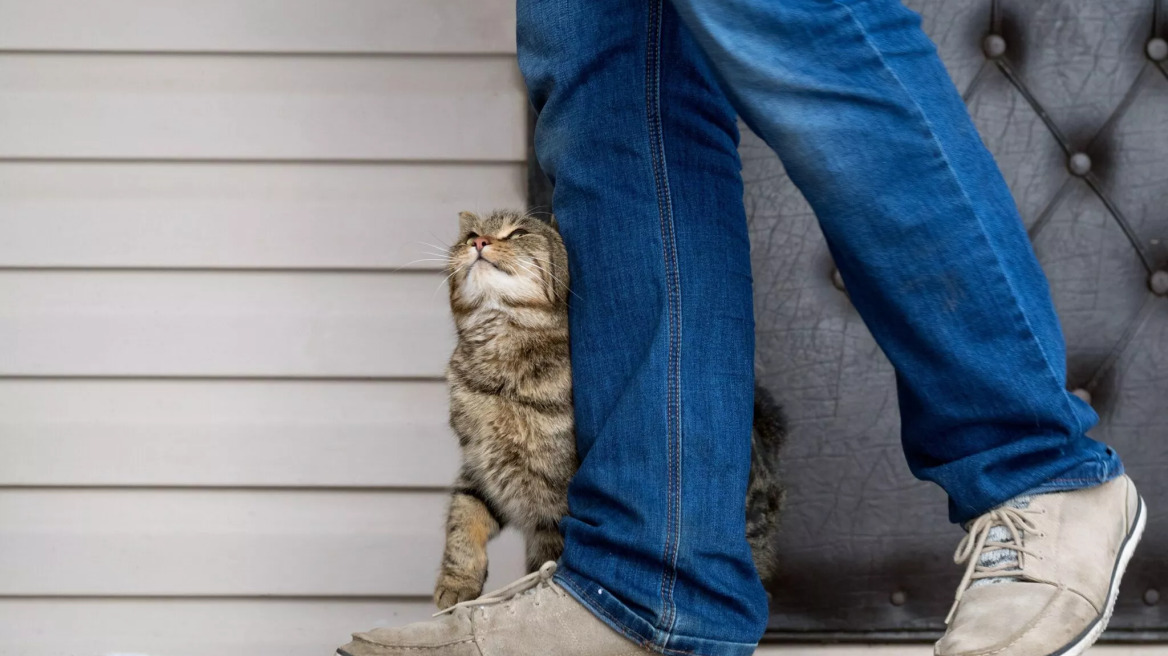 Τα 5 πράγματα που πρέπει να κάνετε αν πατήσετε κατά λάθος τη γάτα σας