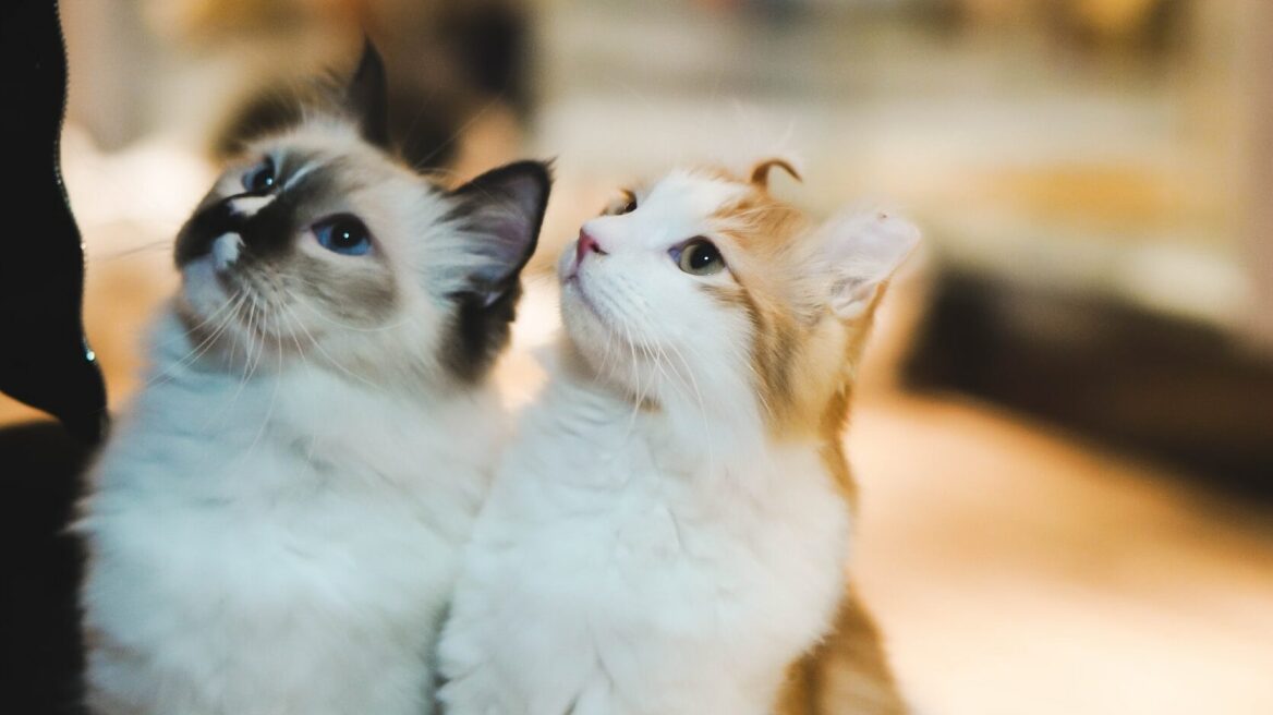 Πώς θα καταλάβετε αν είστε έτοιμοι να υιοθετήσετε 2η γάτα