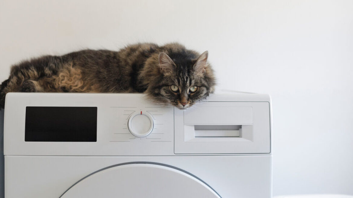 Πώς να ξεφορτωθείτε τις τρίχες του κατοικιδίου σας από το πλυντήριο ρούχων