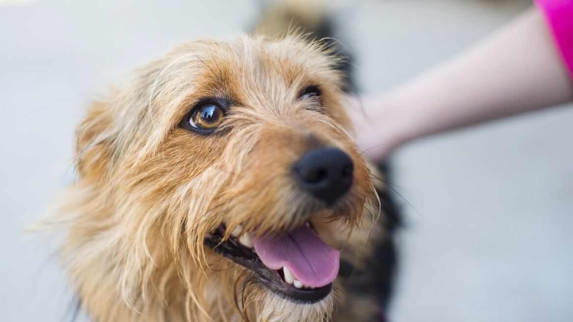 Μπορείτε ή όχι να δώσετε ανθρώπινα φάρμακα στον σκύλο σας; Τι πρέπει να προσέξετε