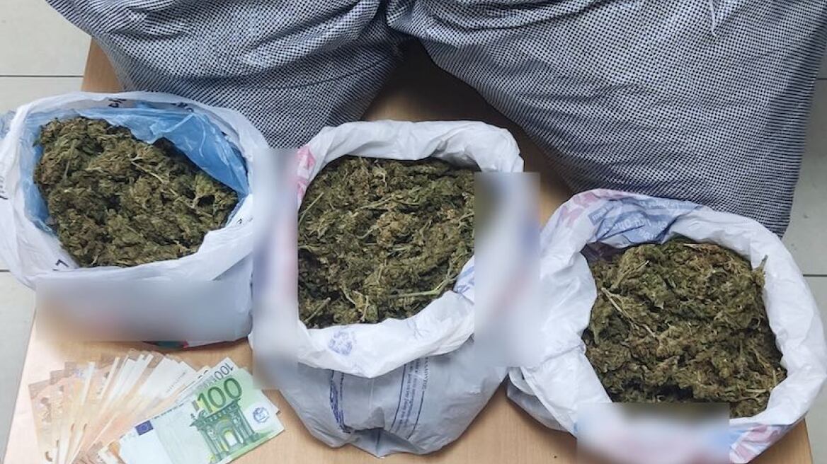 Ηλεία: Φυτεία με 103 δενδρύλλια και 11 κιλά κάνναβης