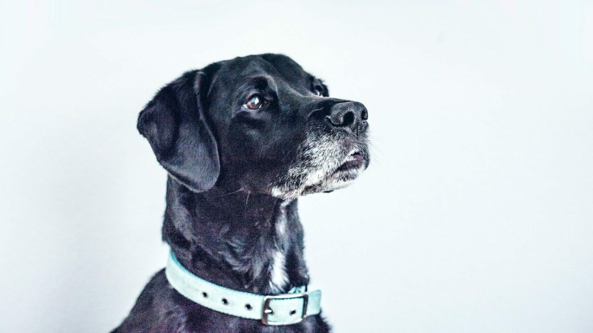 Πού πάνε τα σκυλιά μετά το θάνατό τους- Τι λένε θρησκείες και πεποιθήσεις σε όλο τον κόσμο