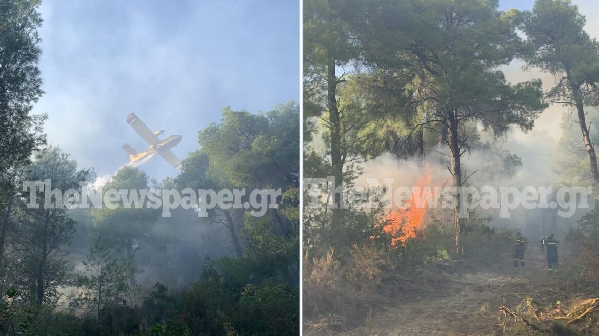 Φωτιά σε δασική έκταση στο Πήλιο