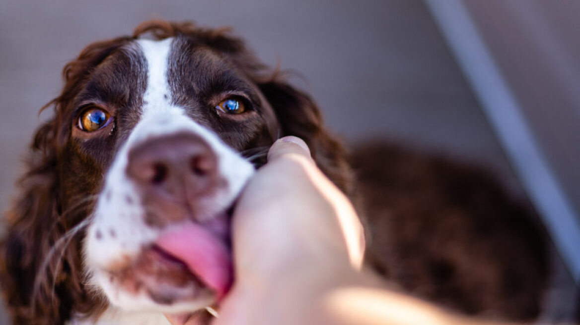 Πώς νιώθουν οι σκύλοι – 10 μύθοι καταρρίπτονται