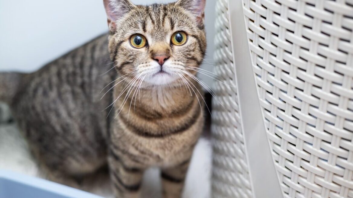 Γάτες tabby: Ποιες είναι και πώς να τις αναγνωρίζετε