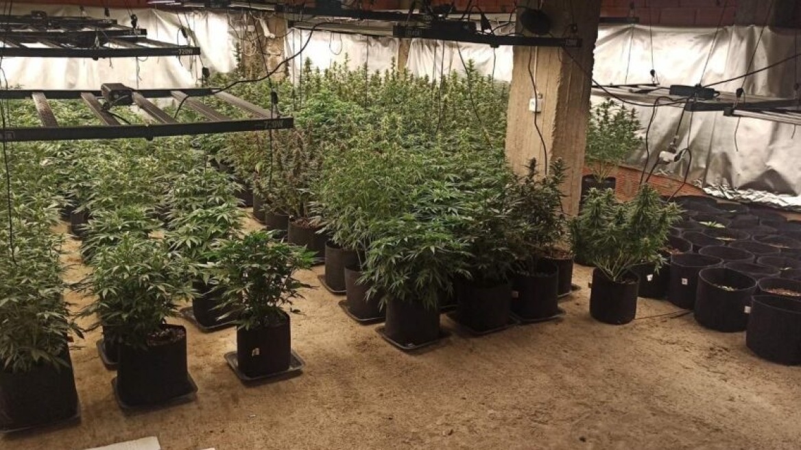 Η «Roxy» βρήκε εργαστήριο με 247 χασισόδεντρα και δέκα κιλά κάνναβης