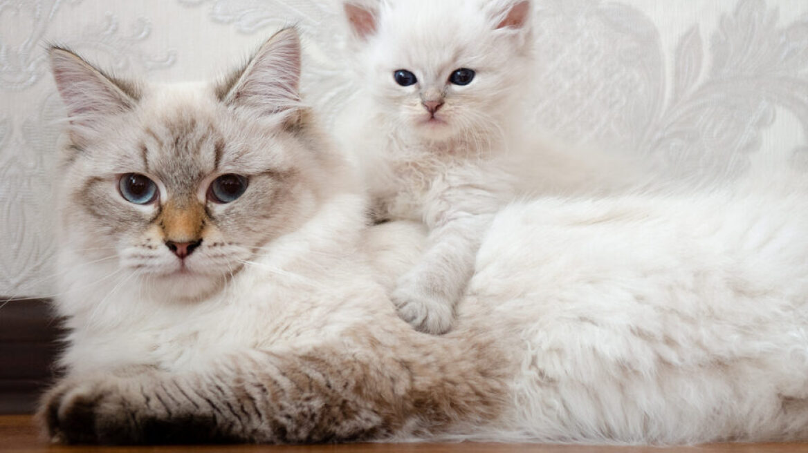 Πόσο καιρό πρέπει να μένουν τα μωρά γατάκια με τη μαμά τους