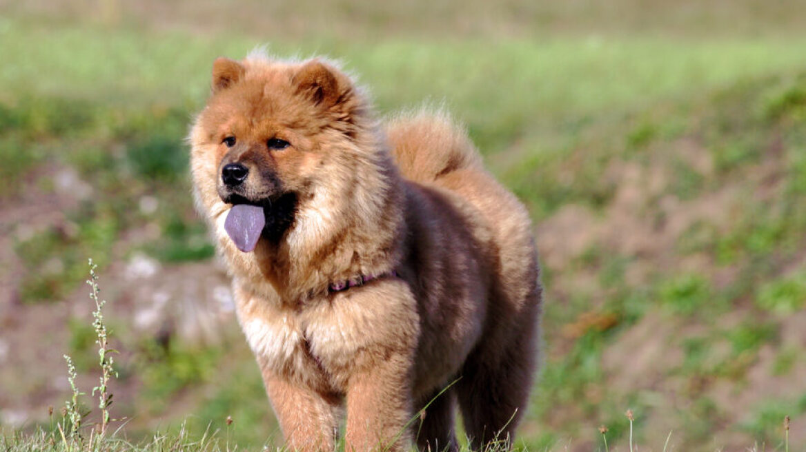 Αυτές είναι οι φυλές σκύλων που έχουν μπλε γλώσσα