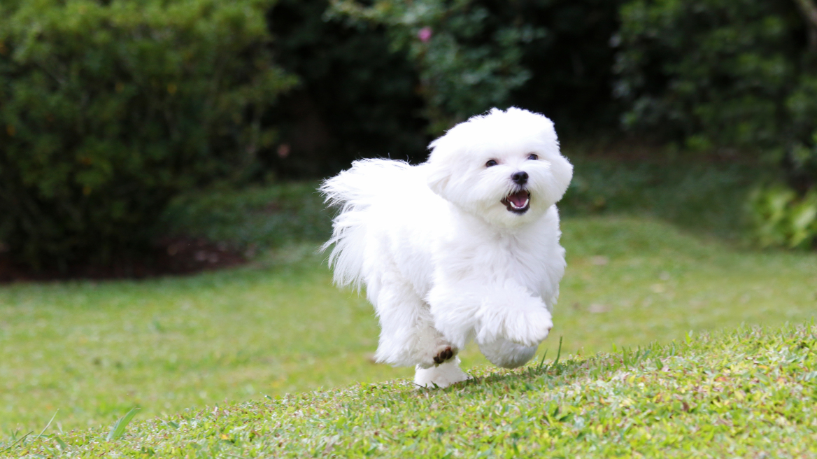 Μαλτέζ: Όσα πρέπει να ξέρετε για τον σκύλο «με τις τέλειες αναλογίες» κατά τον Αριστοτέλη