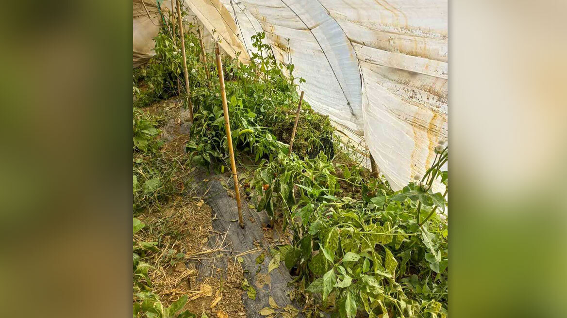 Εκρηκτικοί μηχανισμοί και 23 κιλά κάνναβης σε κτήμα με χασισοφυτεία στην Ήλιδα