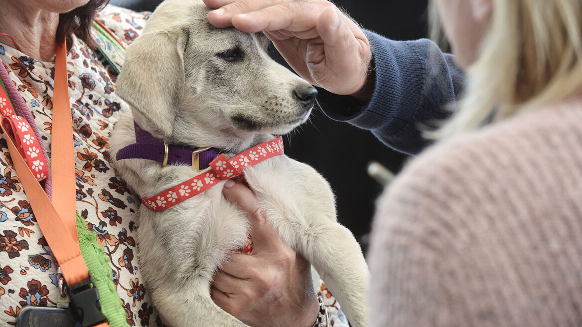 Ημέρα Υιοθεσίας Pet City: Πάνω από 100 σκυλάκια έχουν βρει τις παντοτινές τους οικογένειες
