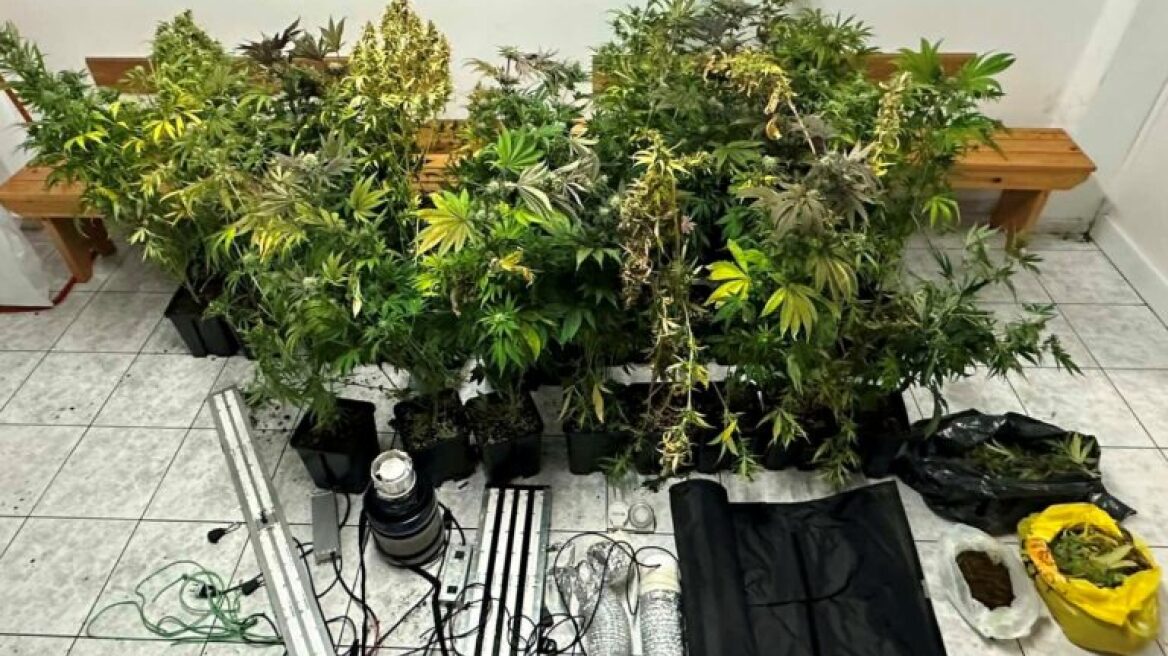 Χασισοκαλλιεργητές είχαν μεγάλες ποσότητες κάνναβης και όπλα